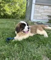 Betty, a female Saint Bernard for sale in Arkansaw, WI – 7 of 8