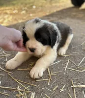 Freckles, a female Saint Bernard for sale in Arkansaw, WI – Photo 4 of 5