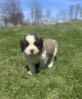 Freckles, a female Saint Bernard for sale in Arkansaw, WI – Photo 2 of 5