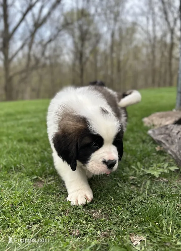 Freckles – Saint Bernard puppy for sale in Arkansaw, WI