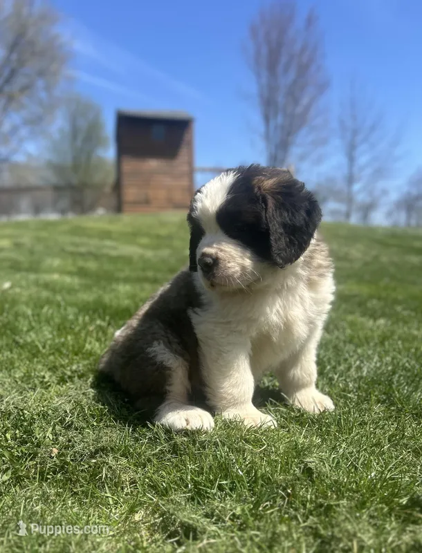 Freckles – Saint Bernard puppy for sale in Arkansaw, WI