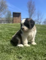 Freckles, a female Saint Bernard for sale in Arkansaw, WI – Photo 1 of 5