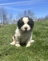 Freckles, a female Saint Bernard for sale in Arkansaw, WI – Photo 5 of 5