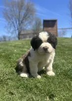 Freckles, a female Saint Bernard for sale in Arkansaw, WI – Photo 3 of 5