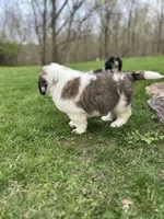 Freckles, a female Saint Bernard for sale in Arkansaw, WI – 3 of 4