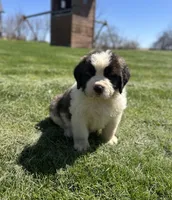 Squiggles, a female Saint Bernard for sale in Arkansaw, WI – Photo 1 of 6