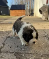 Squiggles, a female Saint Bernard for sale in Arkansaw, WI – Photo 3 of 6