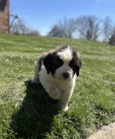 Squiggles, a female Saint Bernard for sale in Arkansaw, WI – Photo 4 of 6