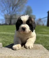 Squiggles, a female Saint Bernard for sale in Arkansaw, WI – Photo 2 of 6