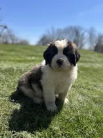Squiggles, a female Saint Bernard for sale in Arkansaw, WI – Photo 5 of 6