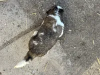 Squiggles, a female Saint Bernard for sale in Arkansaw, WI – Photo 6 of 6
