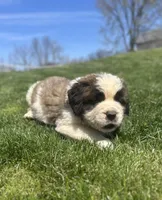 Floyd, a male Saint Bernard for sale in Arkansaw, WI – 3 of 4