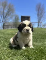 Floyd, a male Saint Bernard for sale in Arkansaw, WI – 2 of 4