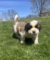 Floyd, a male Saint Bernard for sale in Arkansaw, WI – 4 of 4