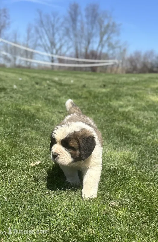 Floyd – Saint Bernard puppy for sale in Arkansaw, WI