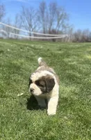 Floyd, a male Saint Bernard for sale in Arkansaw, WI – 1 of 4