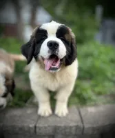 Diesel, a male Saint Bernard for sale in Arkansaw, WI – 3 of 4