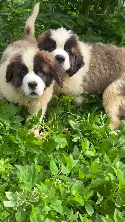 Diesel, a male Saint Bernard for sale in Arkansaw, WI – 4 of 4