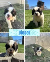 Diesel, a male Saint Bernard for sale in Arkansaw, WI – 2 of 4