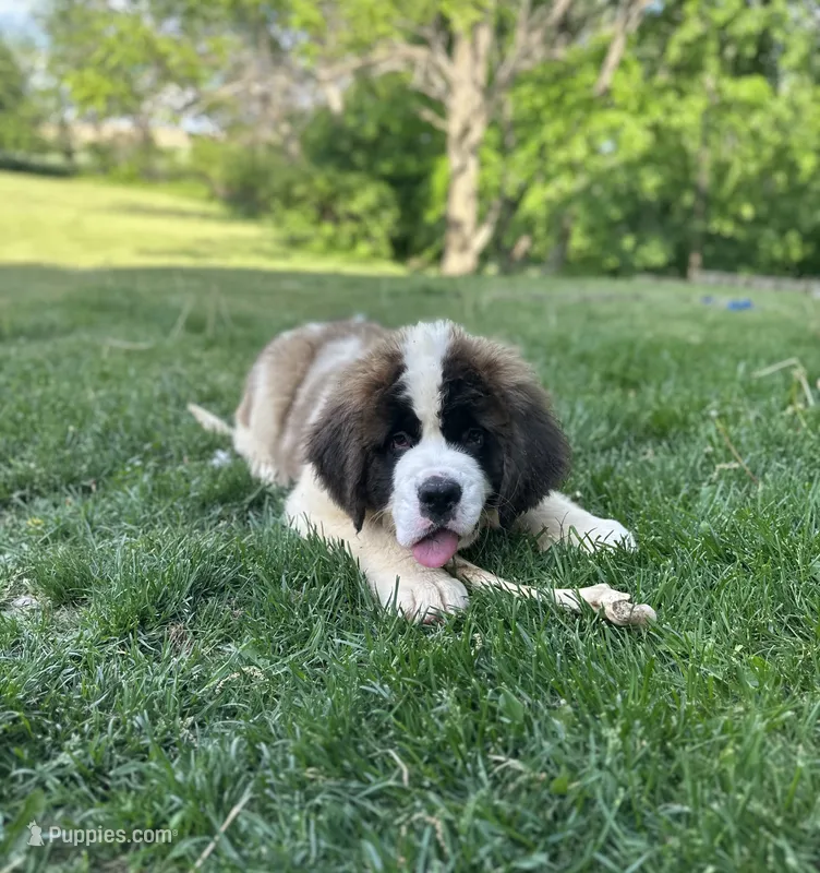 Betty – Saint Bernard puppy for sale in Arkansaw, WI