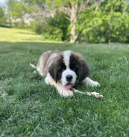 Betty, a female Saint Bernard for sale in Arkansaw, WI – 6 of 8
