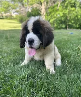 Betty, a female Saint Bernard for sale in Arkansaw, WI – 4 of 8