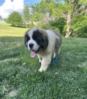 Betty, a female Saint Bernard for sale in Arkansaw, WI – 5 of 8