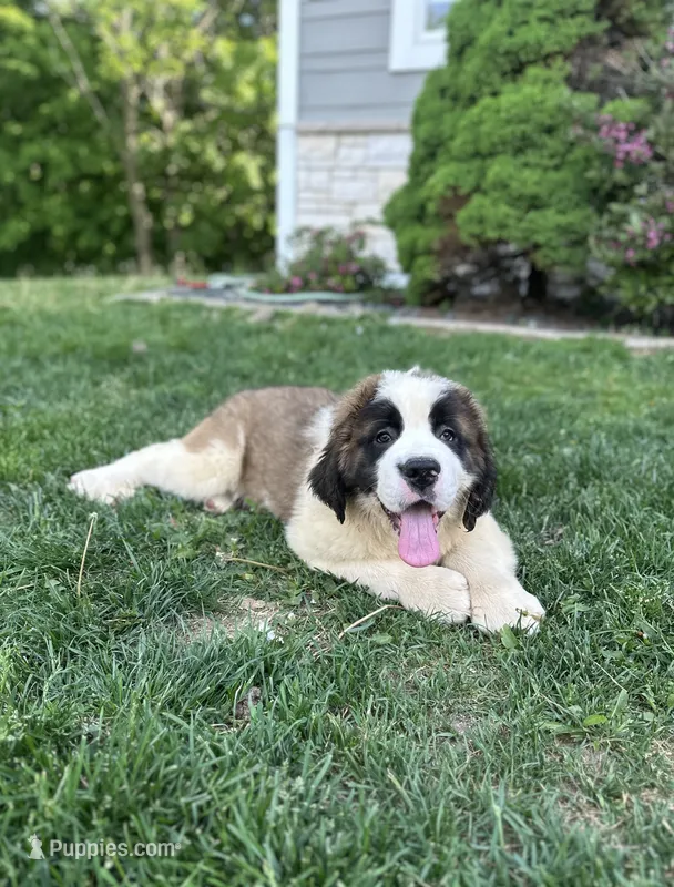 Freckles – Saint Bernard puppy for sale in Arkansaw, WI