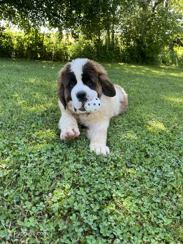 Betty – Saint Bernard puppy for sale in Arkansaw, WI