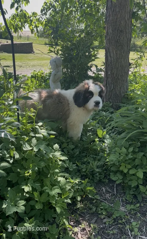 Hercules – Saint Bernard puppy for sale in Arkansaw, WI