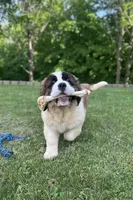 Betty, a female Saint Bernard for sale in Arkansaw, WI – 3 of 8