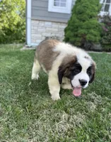 Freckles, a female Saint Bernard for sale in Arkansaw, WI – 4 of 4