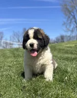 Boomer, a male Saint Bernard for sale in Arkansaw, WI – Photo 4 of 8