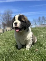 Boomer, a male Saint Bernard for sale in Arkansaw, WI – Photo 5 of 8