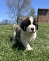 Boomer, a male Saint Bernard for sale in Arkansaw, WI – Photo 3 of 8