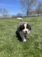 Boomer, a male Saint Bernard for sale in Arkansaw, WI – Photo 6 of 8