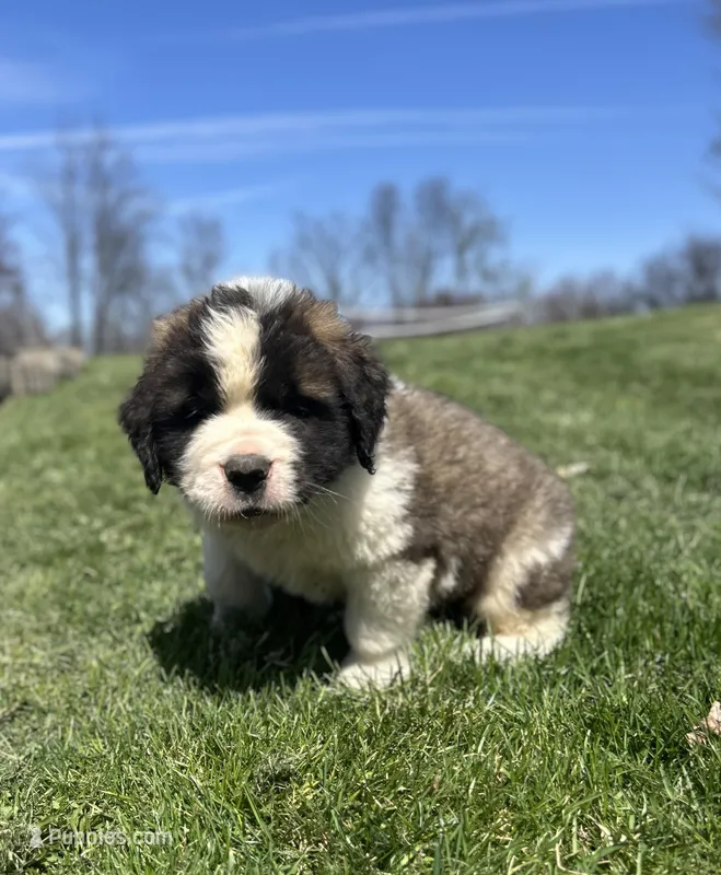 Boomer – Saint Bernard puppy for sale in Arkansaw, WI