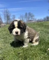 Boomer, a male Saint Bernard for sale in Arkansaw, WI – Photo 1 of 8