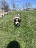 Boomer, a male Saint Bernard for sale in Arkansaw, WI – Photo 8 of 8