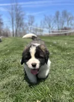 Boomer, a male Saint Bernard for sale in Arkansaw, WI – Photo 2 of 8