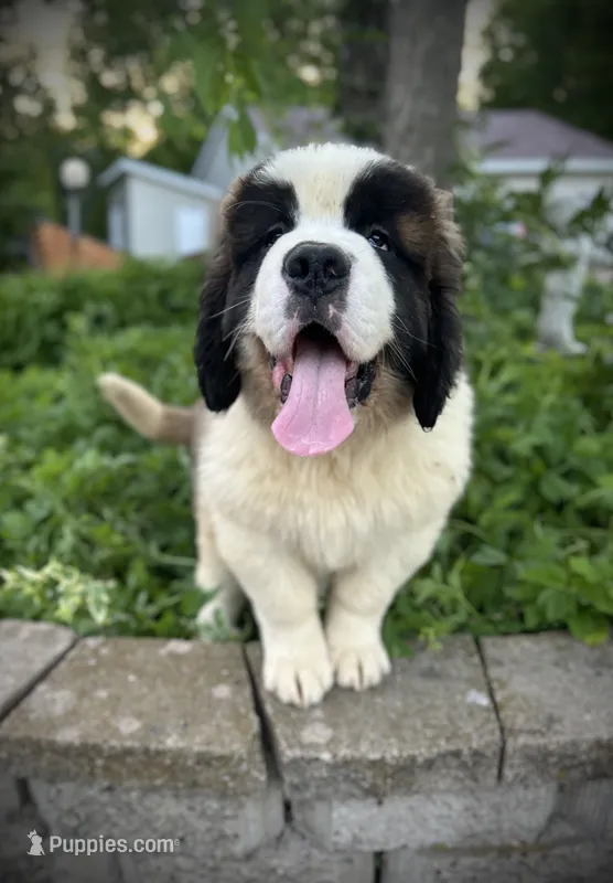 Diesel – Saint Bernard puppy for sale in Arkansaw, WI
