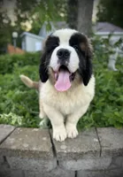 Diesel, a male Saint Bernard for sale in Arkansaw, WI – 1 of 4