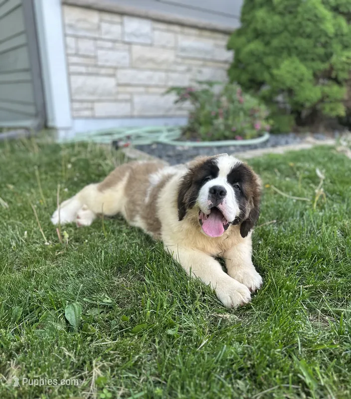 Betty – Saint Bernard puppy for sale in Arkansaw, WI