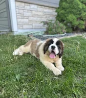 Betty, a female Saint Bernard for sale in Arkansaw, WI – 1 of 8