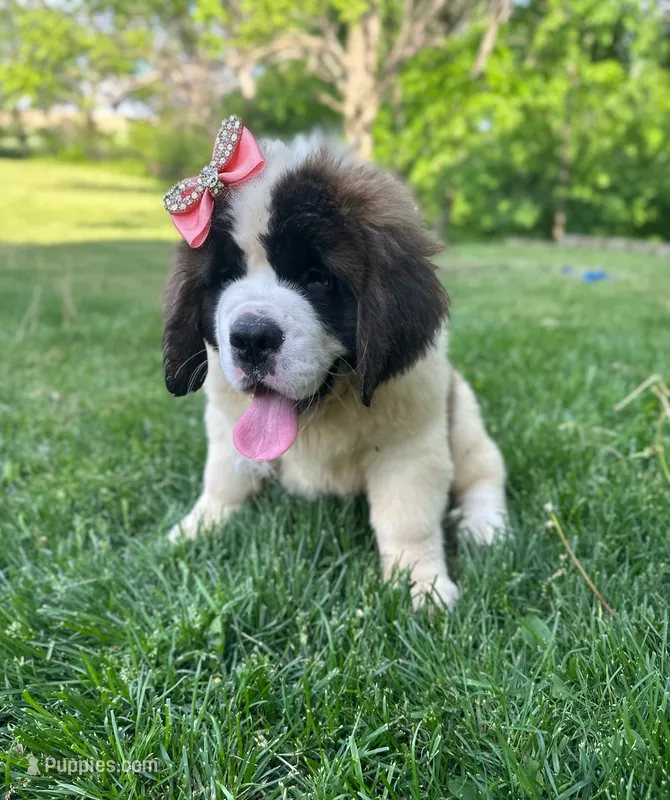 Betty – Saint Bernard puppy for sale in Arkansaw, WI