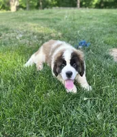 Betty, a female Saint Bernard for sale in Arkansaw, WI – 8 of 8