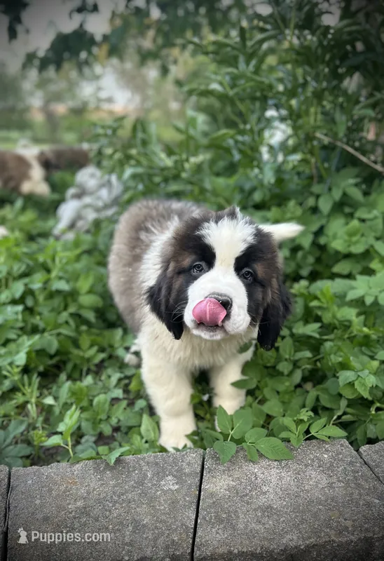 Squiggles – Saint Bernard puppy for sale in Arkansaw, WI