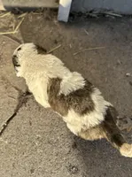 Snoopy, a female Saint Bernard for sale in Arkansaw, WI – Photo 6 of 6