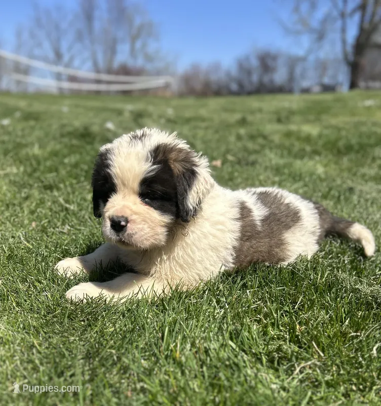 Snoopy – Saint Bernard puppy for sale in Arkansaw, WI