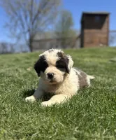 Snoopy, a female Saint Bernard for sale in Arkansaw, WI – Photo 3 of 6